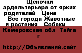 Щеночки эрдельтерьера от ярких родителей › Цена ­ 25 000 - Все города Животные и растения » Собаки   . Кемеровская обл.,Тайга г.